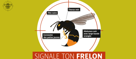 Signale-ton-frelon